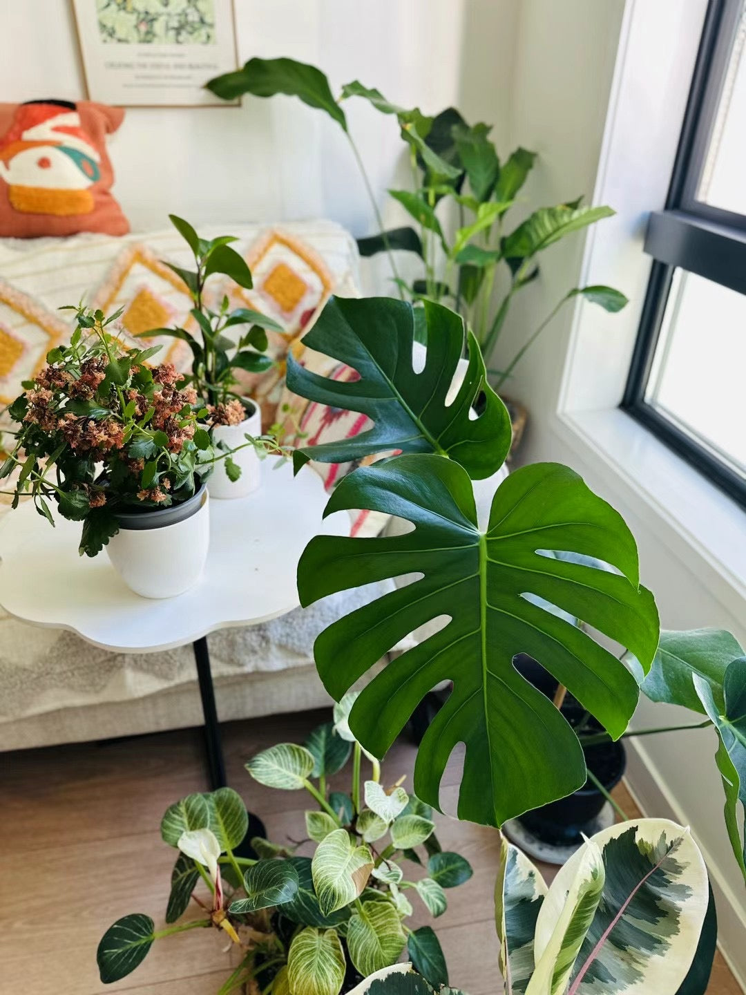 My Plant Journey Began With One Leaf