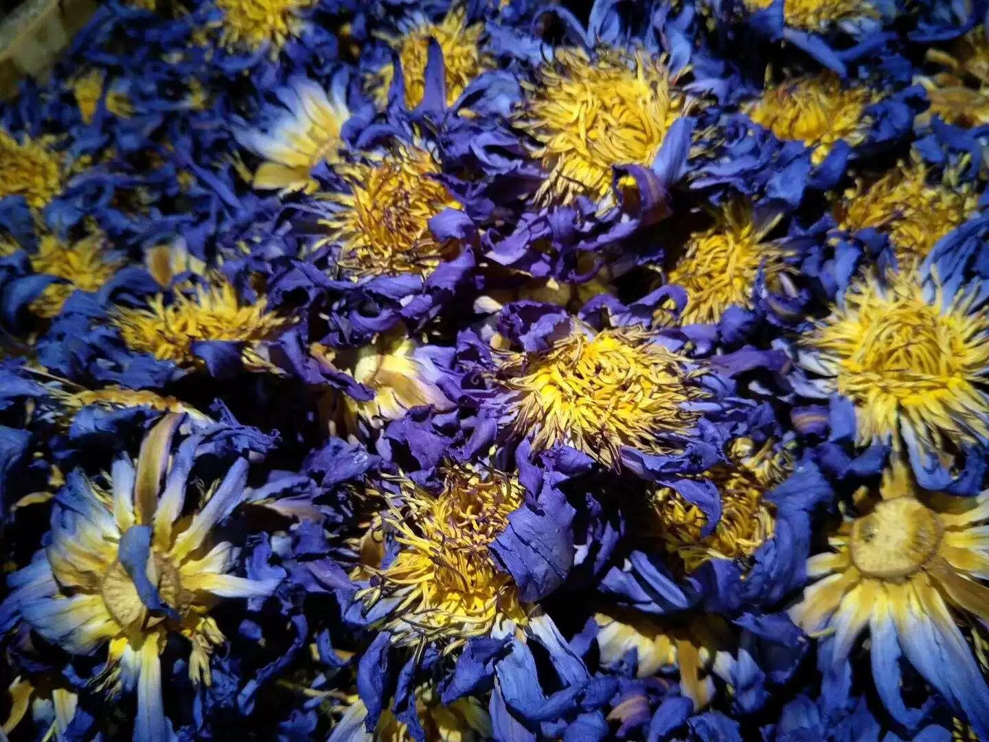 organic blue lotus